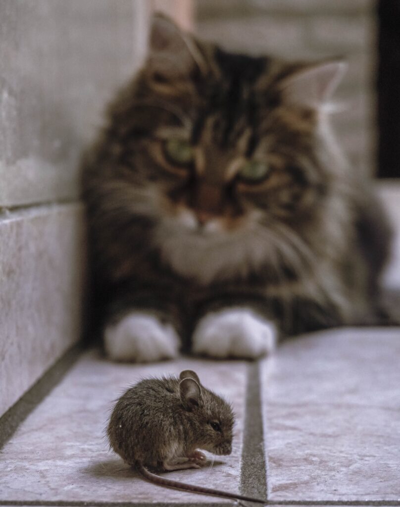 chat et souris