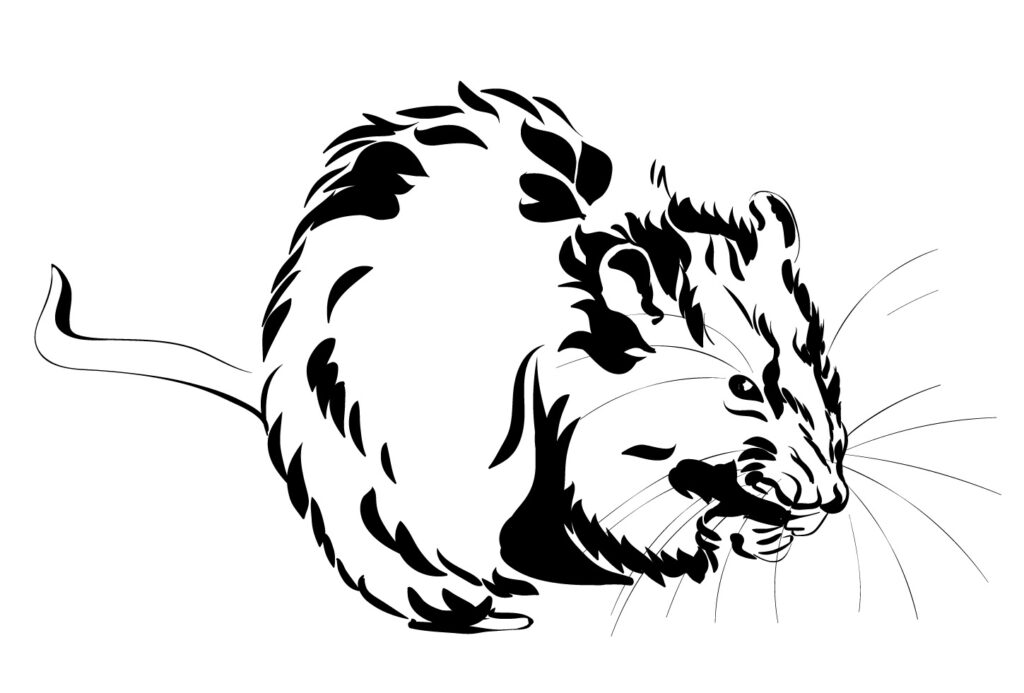 dératisation rat seine et marne