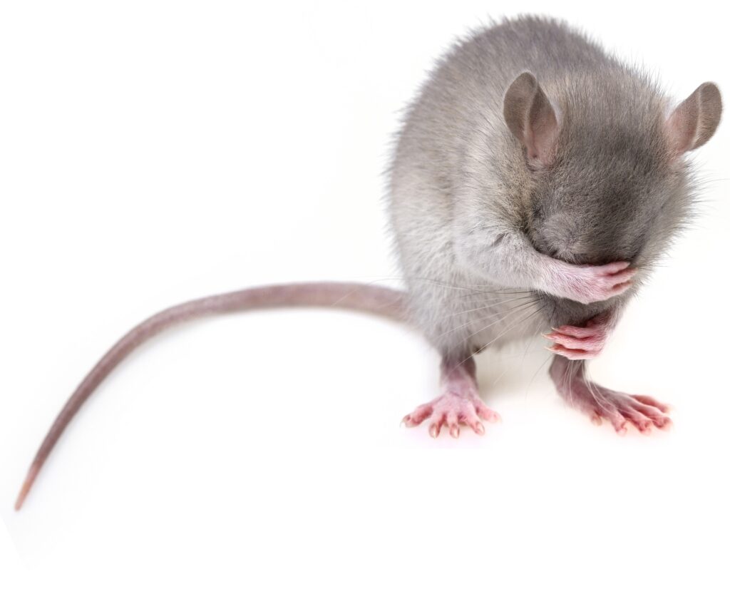 infestation rats paris