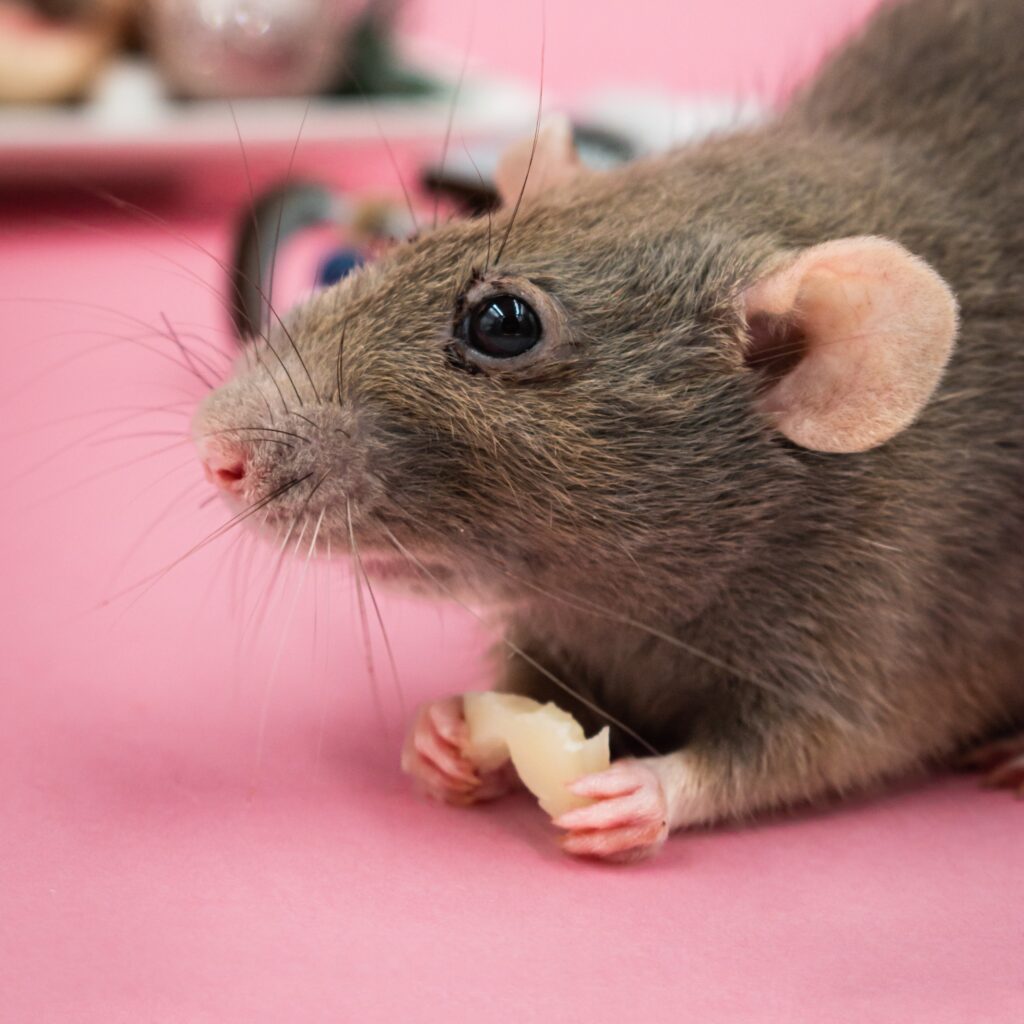 prolifération rats et souris