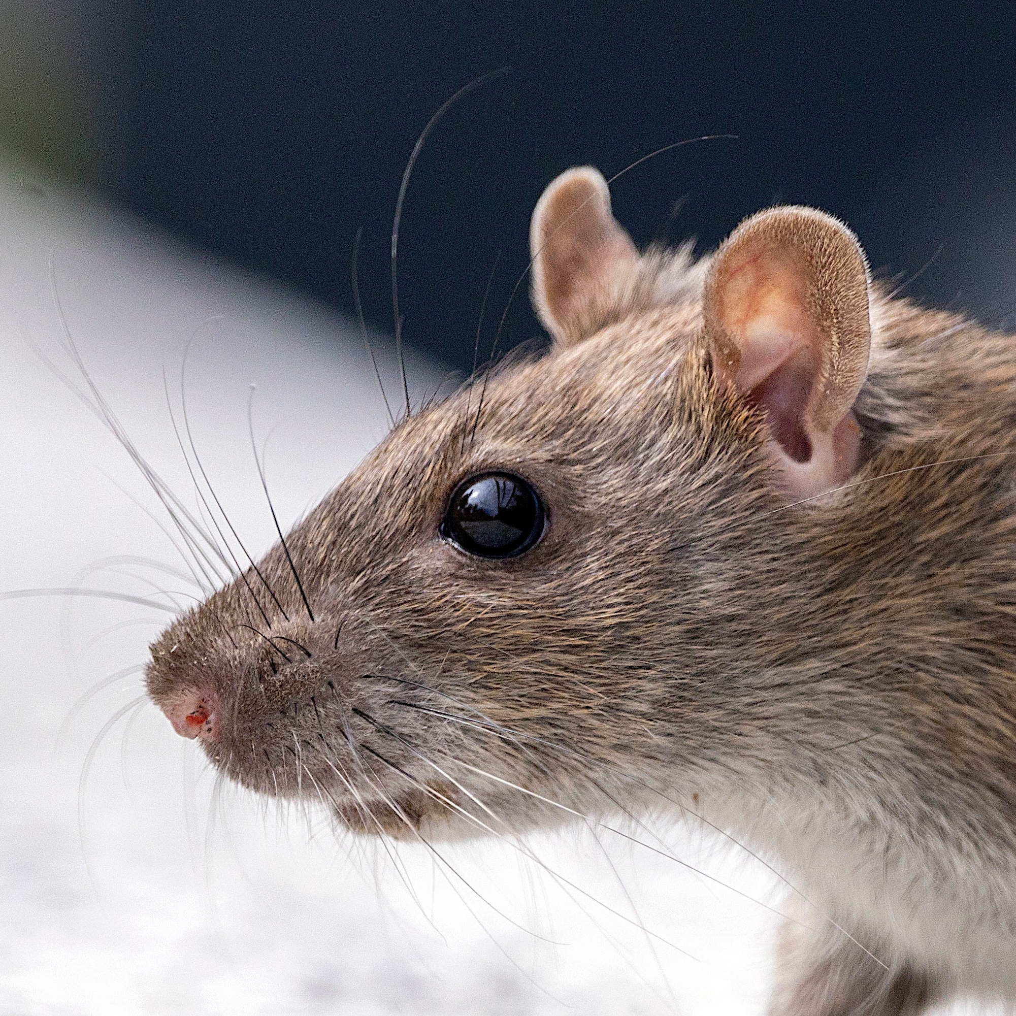 rat brun surmulot isère
