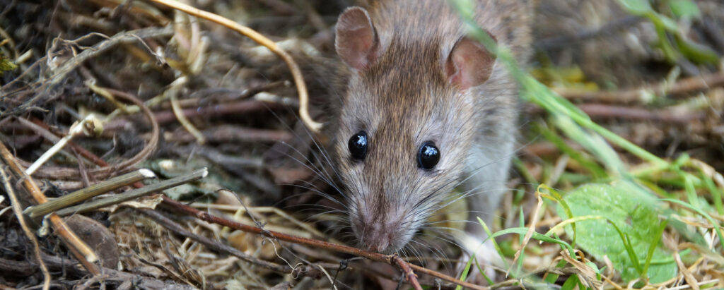 rat dans le jardin