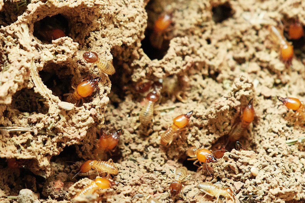 termites insectes
