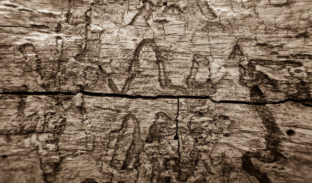 Dégâts termites photos