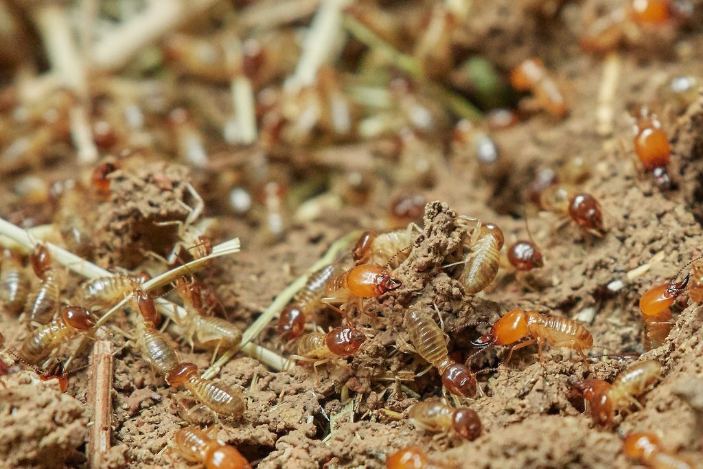 Insecte mangeur de bois traitement