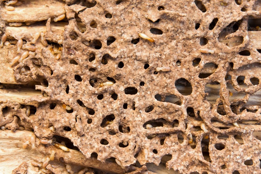 insectes mangeurs bois