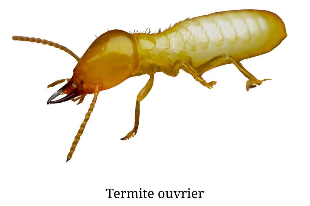 termite ouvrier