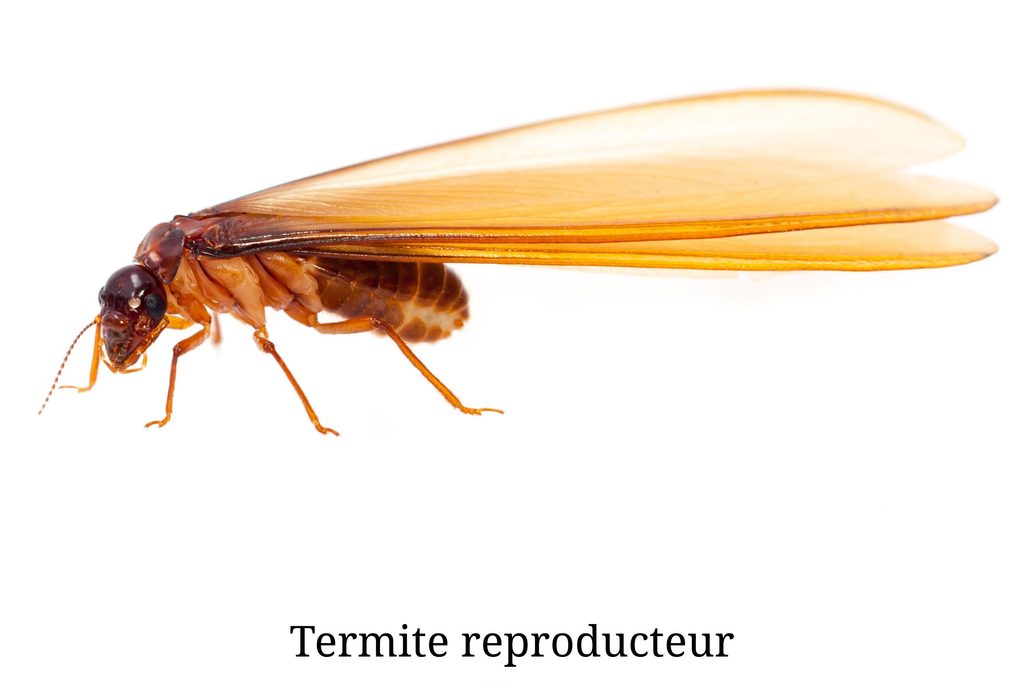 termite reproducteur