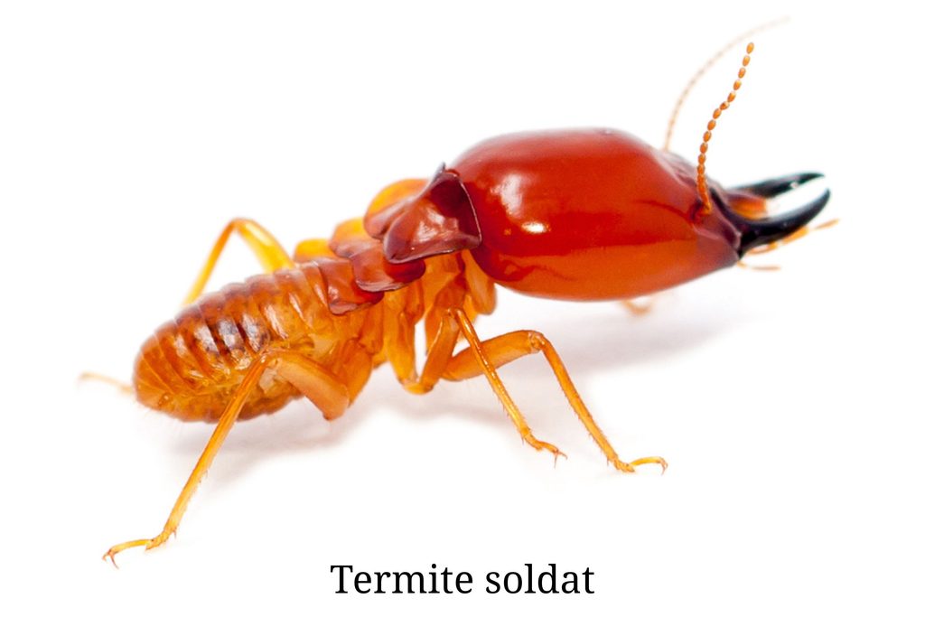 termite soldat